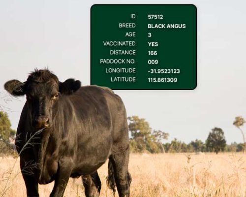 farmer_cow farmer_cow